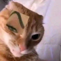 Sigma Cat( thú cưng của t/g)