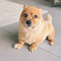 Heo_hệ thống vô tri