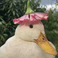 Giáo viên 