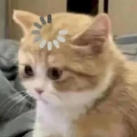 Mèo lườiii