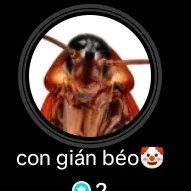 con gián béo