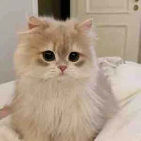 Misa