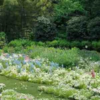 Ran (Thiên Thần Hộ Vệ của An)