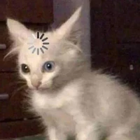mèo