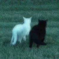 ？？？_Nhân vật bí ẩn