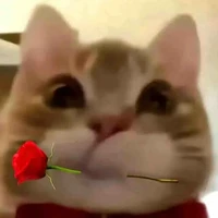 kain ngầu bá cháy bù chét