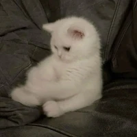 coco