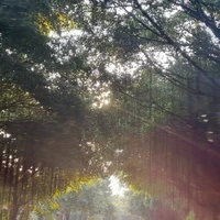 Tác giả lười