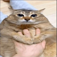 Tg