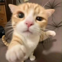 Tác giả nè