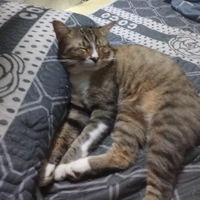 ú 