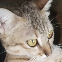 mồn lèo của tác giả