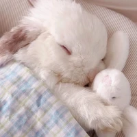 Any Thỏ🐰