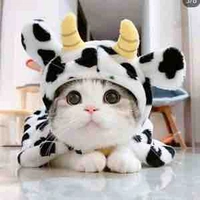 Con bò cute nhất thế giới