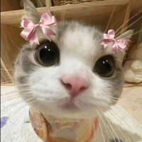 babi Cua><