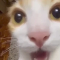 Hệ thống ngáo choá