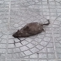 Chuột chớt nè :)) (con t/g)
