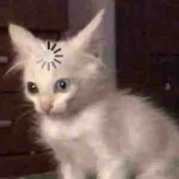 Mèo lag 