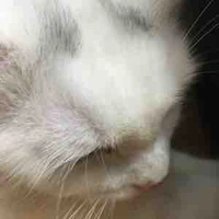 Thóng Lai Bâng(meo meo)