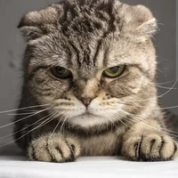 Mèo Mẹ