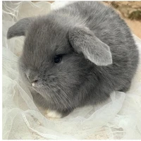 Oreo  - Thỏ Của Riri