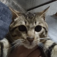 NVP( mồm leif nhà t/g:))) )