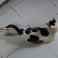 Cốt