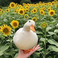 Duck (Hệ thống 045)