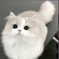 two can sea(mèo của two time, sl33pie n)