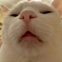 tác giả ngáo đá