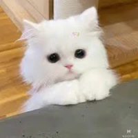 Noti not Nô tì