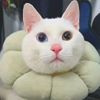 tg (ác quể fi5)