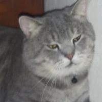 tác giả tào lao k13:)