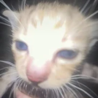 T/g cute phô mai que hột me xí mụi nò