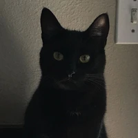 Jisoo " cô dạng mèo "