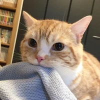 mèo 🐱
