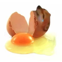 trứng