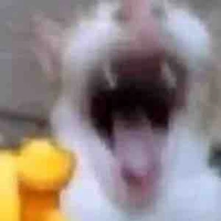 cả đám