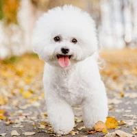 Hệ thống của (Nguyệt Cầm)