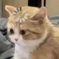 Dương phiên bản mèo