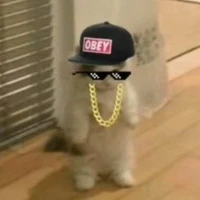 An phiên bản mèo