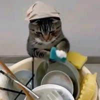 Hiếu phiên bản mèo