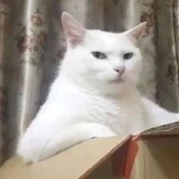 Hào phiên bản mèo