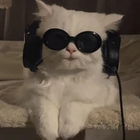 Khang phiên bản mèo