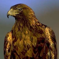 Hazuki (ĐB truyền tin)