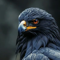 Harry (ĐB truyền tin)