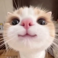 Mèo Táo 🍎