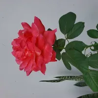 all xuyên ko (trừ những người cần trừ)