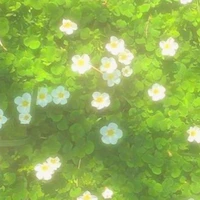 all nữ