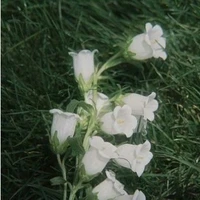 all